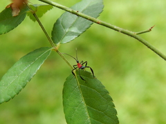 Acanthocephalini