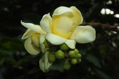 Bertholletia excelsa