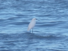 Egretta thula