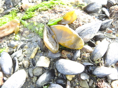 Adenocystis utricularis