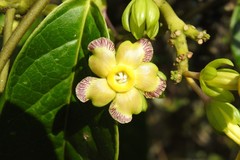 Prestonia portobellensis