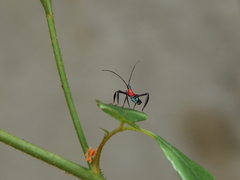 Acanthocephalini