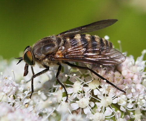 Stonemyia tranquilla (Osten Sacken, 1875)