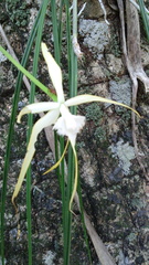 Brassavola cucullata