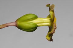 Prestonia portobellensis