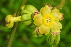 Prestonia portobellensis