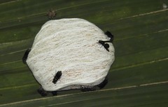 Charterginus nevermanni