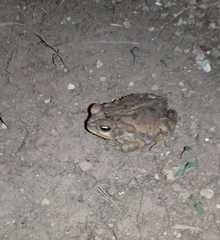 Rhinella henseli