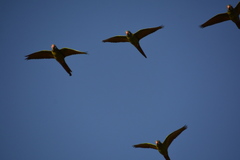 Thectocercus acuticaudatus