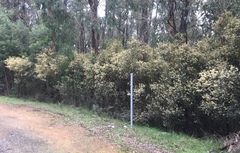 Pomaderris vacciniifolia