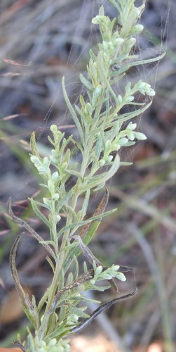 Artemisia ludoviciana