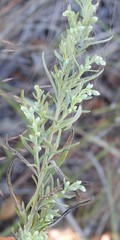 Artemisia ludoviciana