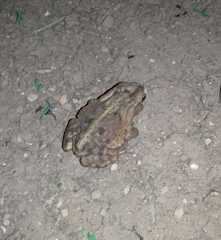 Rhinella henseli