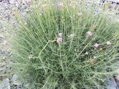 Centranthus angustifolius