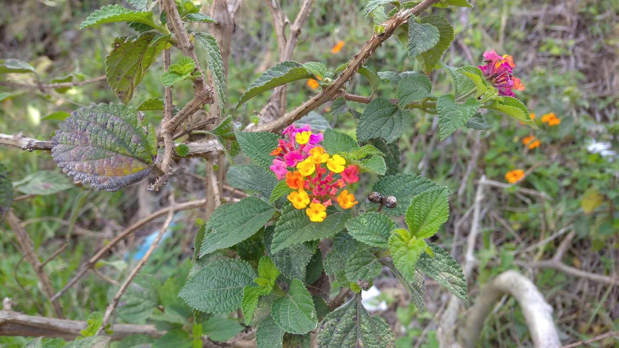 Lantana camara image