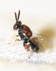 Brachymeria podagrica