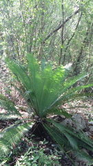 Dioon edule