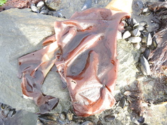 Sarcothalia crispata