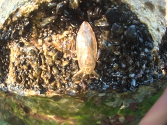 Lethocerus patruelis