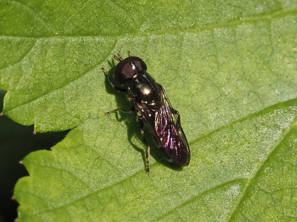 Eumerus ornatus