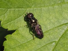 Eumerus ornatus