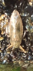 Lethocerus patruelis