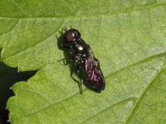 Eumerus ornatus