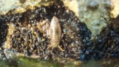 Lethocerus patruelis