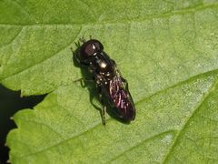 Eumerus ornatus