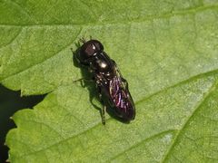 Eumerus ornatus