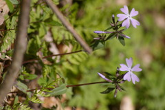 Phlox divaricata divaricata