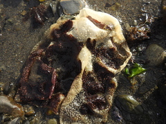 Sarcothalia crispata