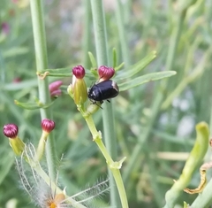 Canthophorus fuscipennis