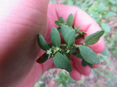 Polygonum erectum