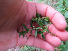 Polygonum erectum