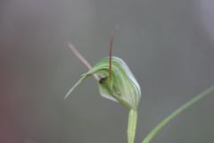Pterostylis agathicola