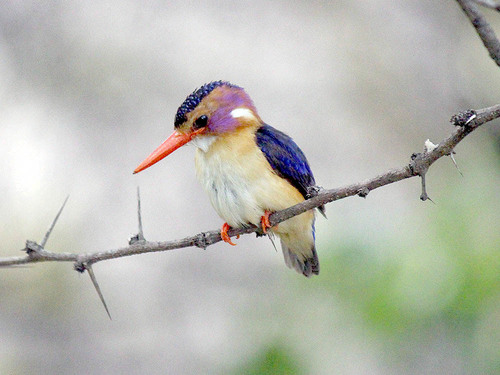 African Pygmy Kingfisher