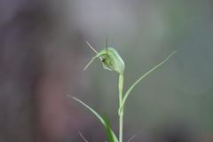 Pterostylis agathicola