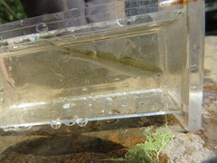 Notropis telescopus