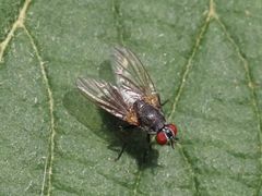 Emmesomyia