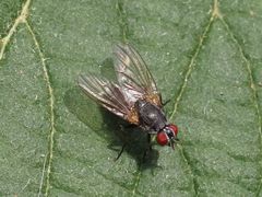 Emmesomyia