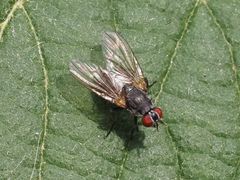 Emmesomyia