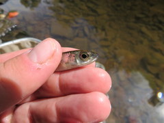 Notropis telescopus