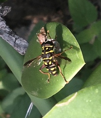 Meromacrus currani
