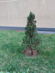 Tracheophyta