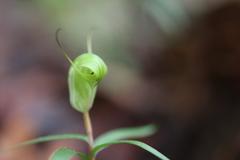 Pterostylis brumalis