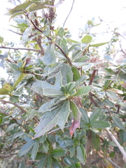 Berberis ilicifolia