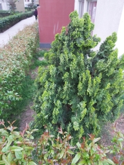 Platycladus orientalis