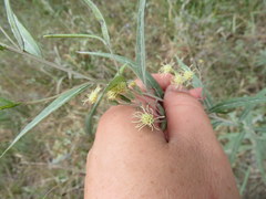 Brickellia eupatorioides eupatorioides