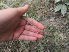Brickellia eupatorioides eupatorioides